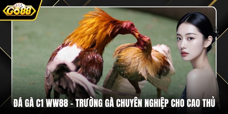 Đá gà C1