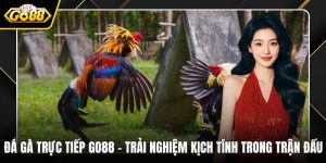 Đá gà trực tiếp