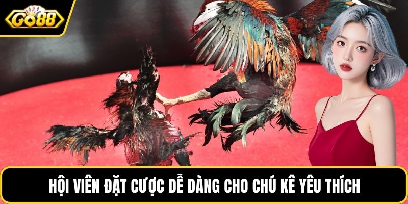 Hội viên đặt cược dễ dàng cho chú kê yêu thích